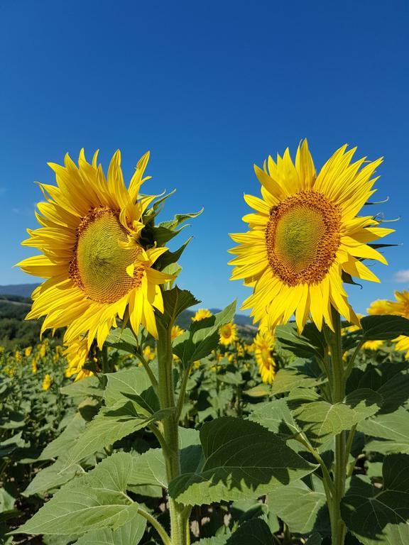 Ponteginori Agriturismo Il Catrino מראה חיצוני תמונה