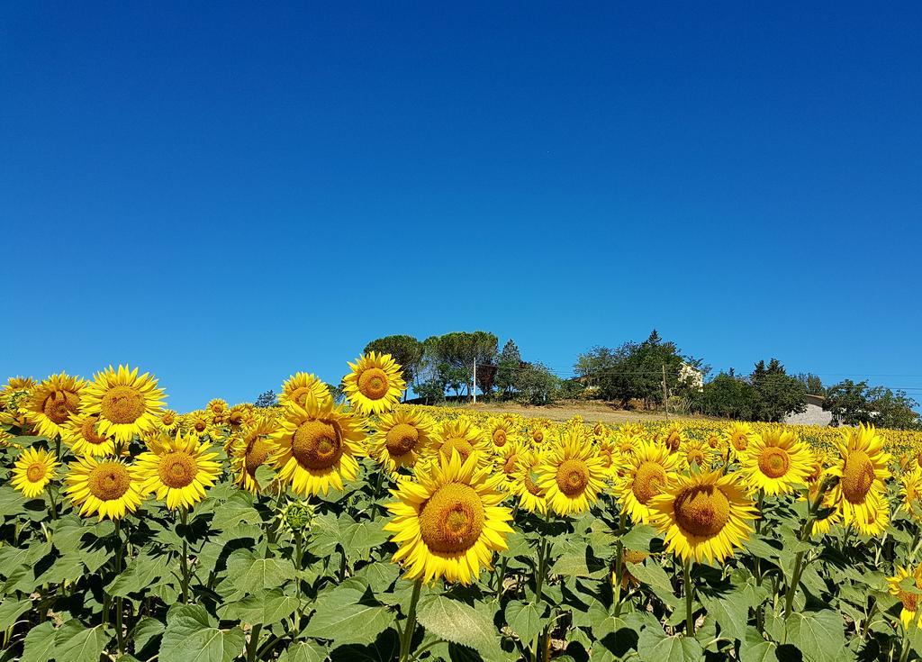 Ponteginori Agriturismo Il Catrino מראה חיצוני תמונה